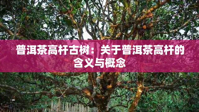 普洱茶高杆古树：关于普洱茶高杆的含义与概念