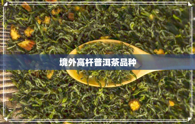 境外高杆普洱茶品种