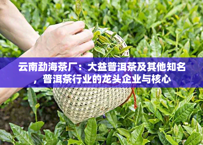 云南勐海茶厂：大益普洱茶及其他知名，普洱茶行业的龙头企业与核心