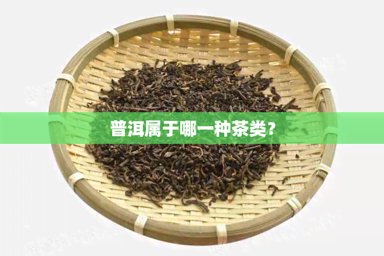 普洱属于哪一种茶类？