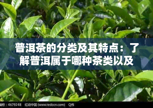 普洱茶的分类及其特点：了解普洱属于哪种茶类以及其独特的品质和口感