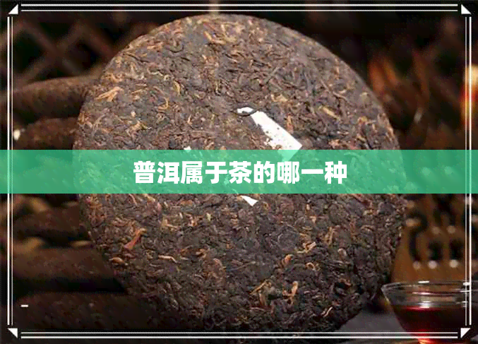 普洱属于茶的哪一种