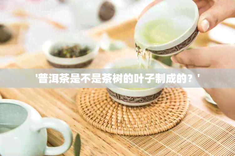 '普洱茶是不是茶树的叶子制成的？'