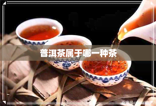 普洱茶属于哪一种茶