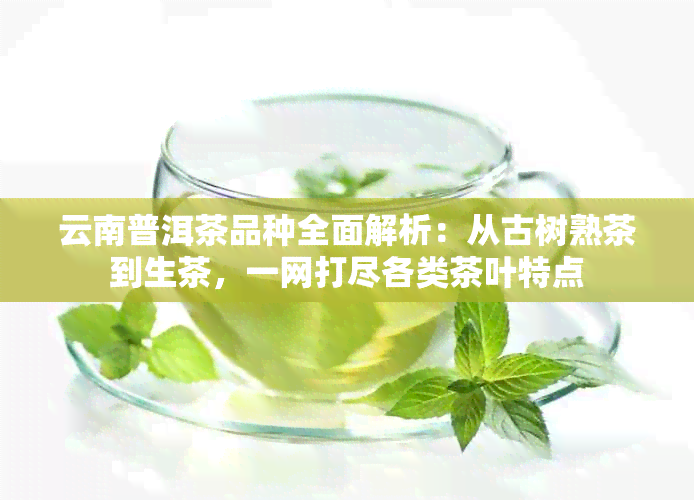 云南普洱茶品种全面解析：从古树熟茶到生茶，一网打尽各类茶叶特点