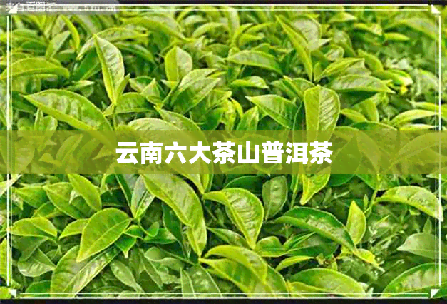 云南六大茶山普洱茶