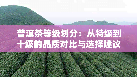 普洱茶等级划分：从特级到十级的品质对比与选择建议