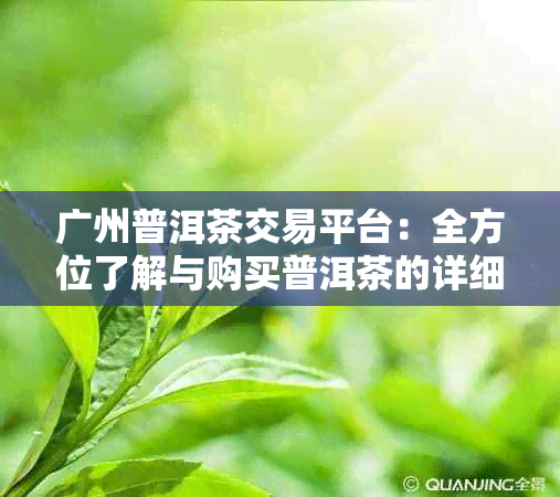 广州普洱茶交易平台：全方位了解与购买普洱茶的详细指南与交易流程