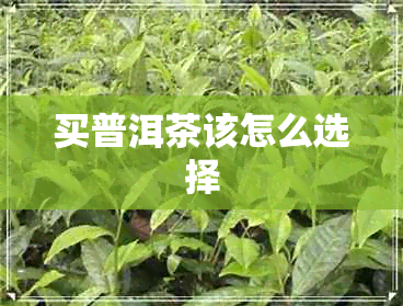 买普洱茶该怎么选择