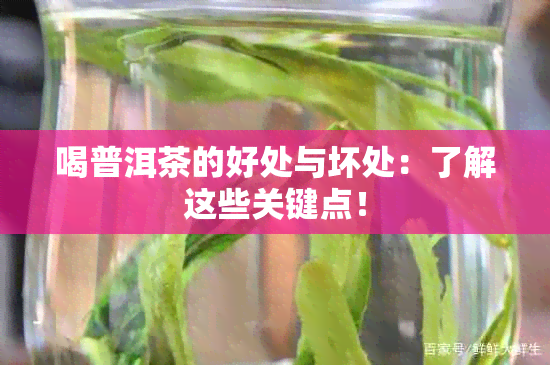 喝普洱茶的好处与坏处：了解这些关键点！