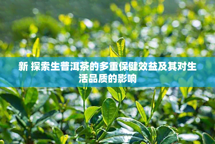 新 探索生普洱茶的多重保健效益及其对生活品质的影响