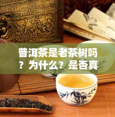 普洱茶是老茶树吗？为什么？是否真的是茶树？——基于百度百科的解答