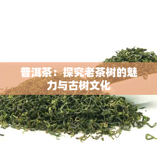 普洱茶：探究老茶树的魅力与古树文化