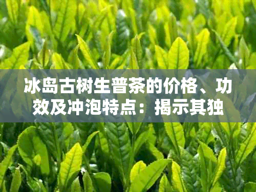 冰岛古树生普茶的价格、功效及冲泡特点：揭示其独特的熟化过程和品质