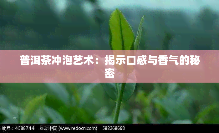 普洱茶冲泡艺术：揭示口感与香气的秘密