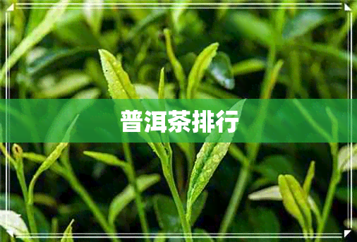 普洱茶排行