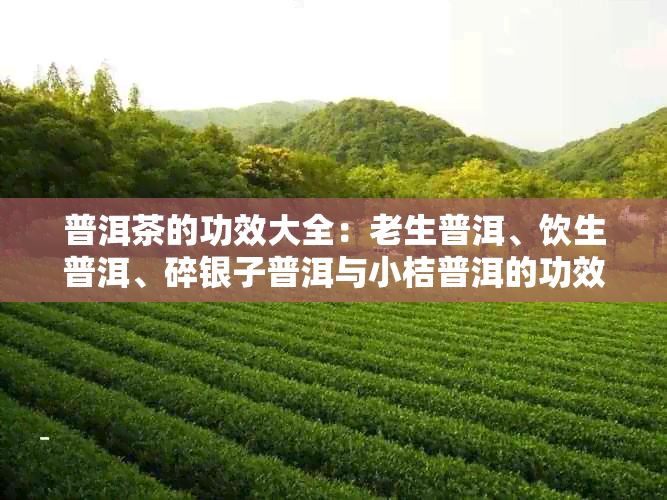 普洱茶的功效大全：老生普洱、饮生普洱、碎银子普洱与小桔普洱的功效解析