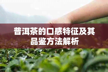 普洱茶的口感特征及其品鉴方法解析