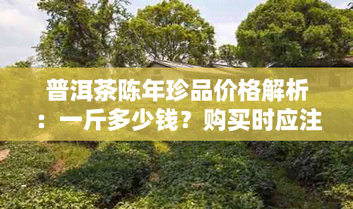 普洱茶陈年珍品价格解析：一斤多少钱？购买时应注意什么？