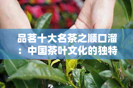 品茗十大名茶之顺口溜：中国茶叶文化的独特魅力与普洱茶的奥秘