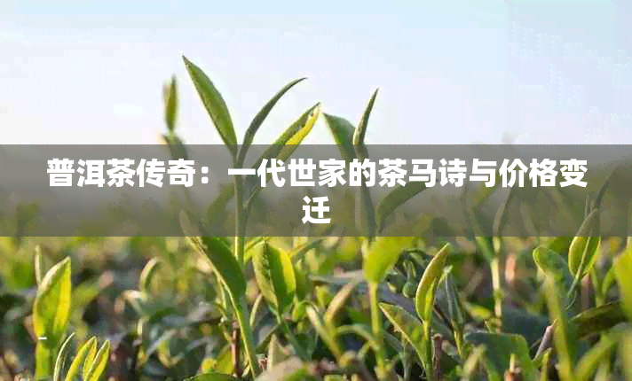 普洱茶传奇：一代世家的茶马诗与价格变迁