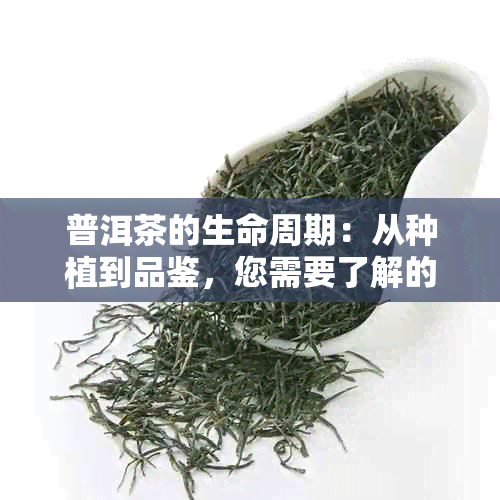 普洱茶的生命周期：从种植到品鉴，您需要了解的一切