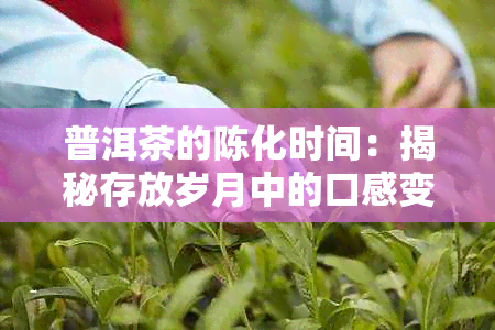 普洱茶的陈化时间：揭秘存放岁月中的口感变化与品质升华