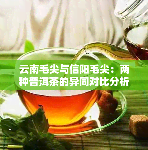 云南毛尖与信阳毛尖：两种普洱茶的异同对比分析