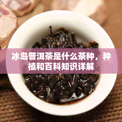 冰岛普洱茶是什么茶种，种植和百科知识详解