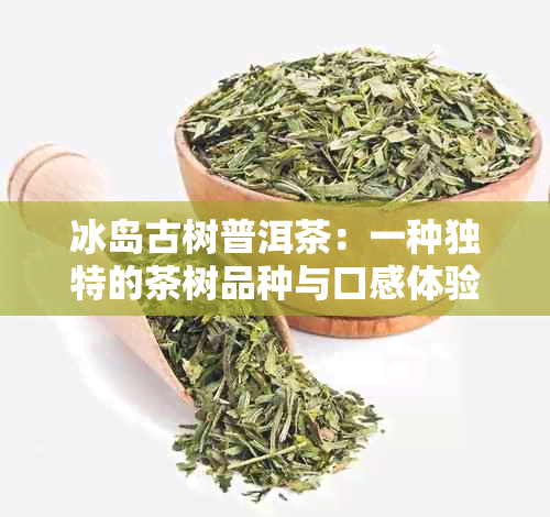 冰岛古树普洱茶：一种独特的茶树品种与口感体验