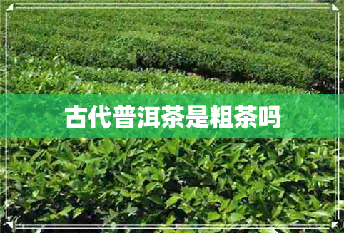 古代普洱茶是粗茶吗