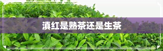 滇红是熟茶还是生茶