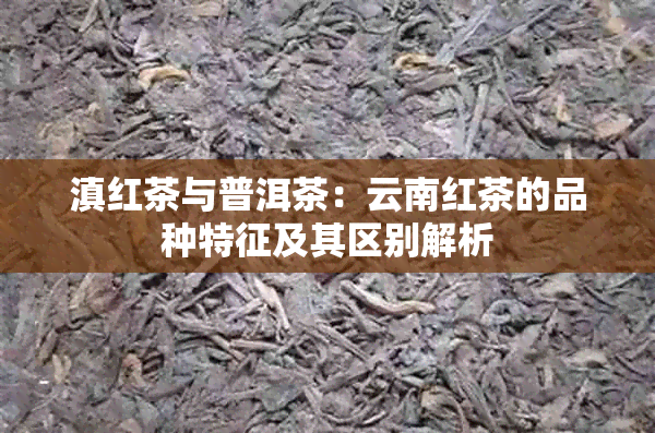 滇红茶与普洱茶：云南红茶的品种特征及其区别解析