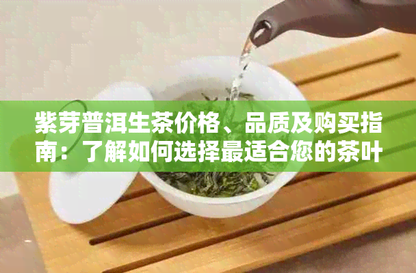 紫芽普洱生茶价格、品质及购买指南：了解如何选择最适合您的茶叶