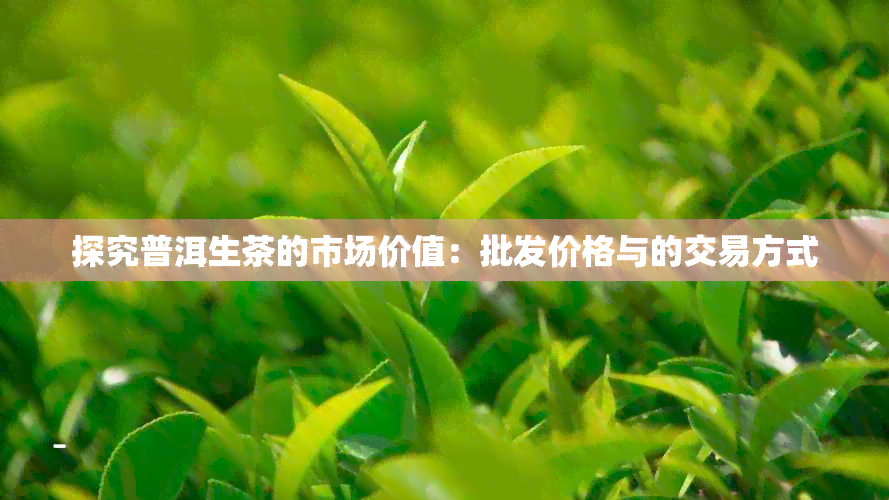 探究普洱生茶的市场价值：批发价格与的交易方式