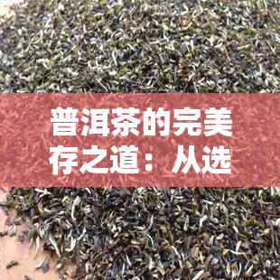 普洱茶的完美存之道：从选购到保存，你不可不知道的技巧