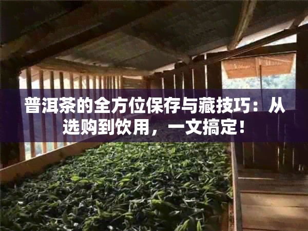 普洱茶的全方位保存与藏技巧：从选购到饮用，一文搞定！