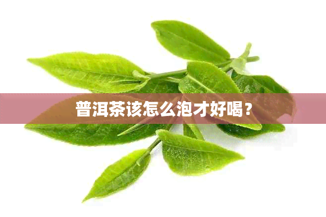 普洱茶该怎么泡才好喝？