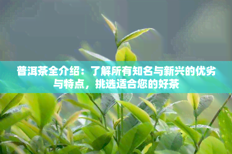 普洱茶全介绍：了解所有知名与新兴的优劣与特点，挑选适合您的好茶