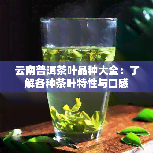 云南普洱茶叶品种大全：了解各种茶叶特性与口感