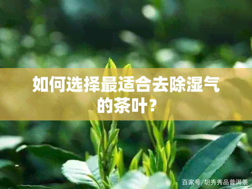 如何选择最适合去除湿气的茶叶？