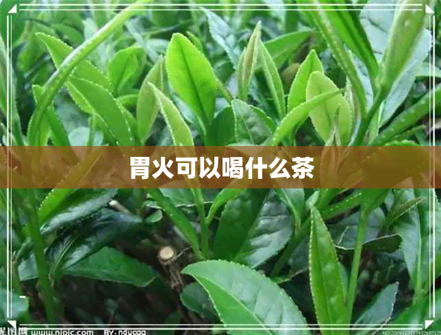 胃火可以喝什么茶