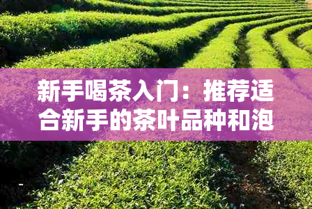 新手喝茶入门：推荐适合新手的茶叶品种和泡法