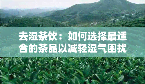 去湿茶饮：如何选择最适合的茶品以减轻湿气困扰