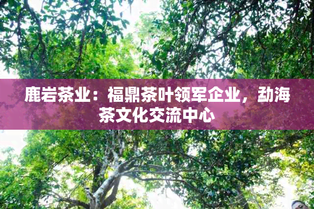 鹿岩茶业：福鼎茶叶领军企业，勐海茶文化交流中心