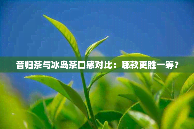 昔归茶与冰岛茶口感对比：哪款更胜一筹？