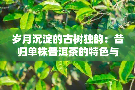 岁月沉淀的古树独韵：昔归单株普洱茶的特色与价值分析