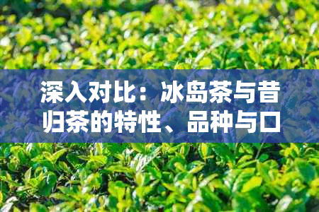 深入对比：冰岛茶与昔归茶的特性、品种与口感差异解析，助您轻松辨别与选择