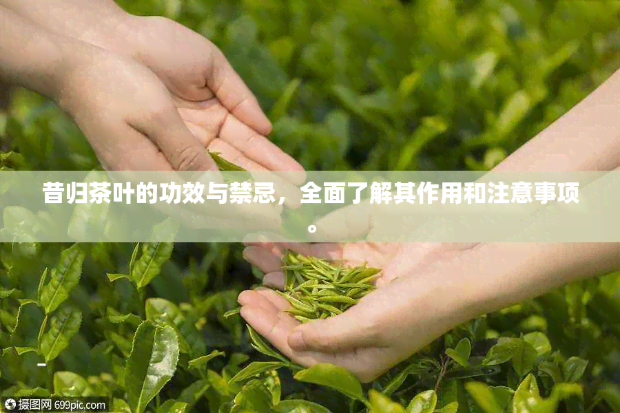 昔归茶叶的功效与禁忌，全面了解其作用和注意事项。