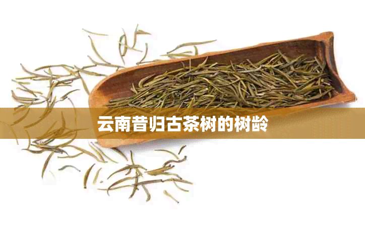 云南昔归古茶树的树龄